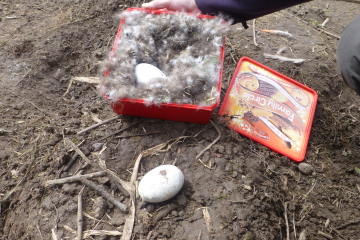 carib eggs and wood.JPG